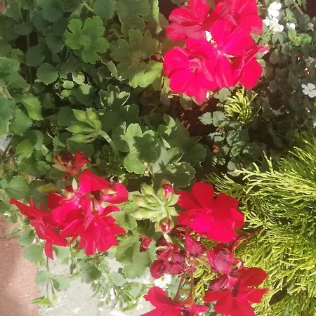 Victoria Kwatera prywatna *