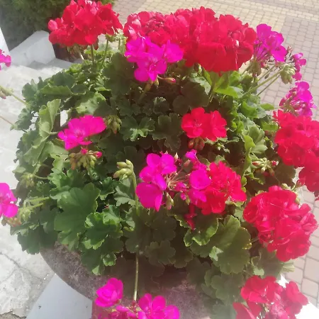 Kwatera prywatna Victoria