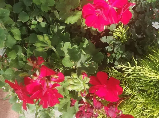 Victoria Rum i privatbostad *